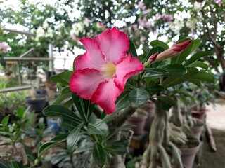 pink adenium flowers that are blooming