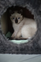 Cute siamese cat in action