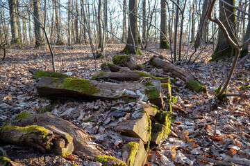 autumn in the forest