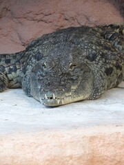 alligator