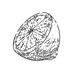 cut lemon hand drawn vector. slice fruit, citrus half, fresh food, citron cut lemon sketch. isolated black illustration
