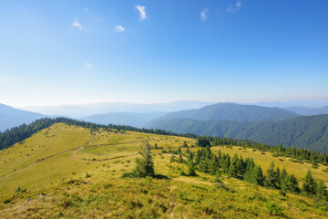Fototapeta na wymiar scenic chornohora ridge landscape in summer. beautiful scenery of carpathian mountains with coniferous trees and alpine meadows. travel ukraine