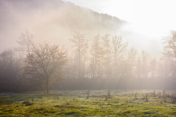 foggy carpathian landscape in morning light. autumnal nature scenery at sunrise. trees behind the grassy pasture in mist. mysterious countryside adventures