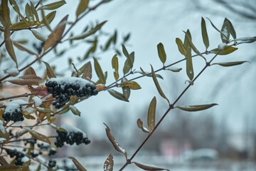 Black berries under snow in winter Natural background