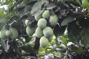 A bunch of fresh green mangoes on the tree