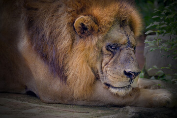 portrait of a lion