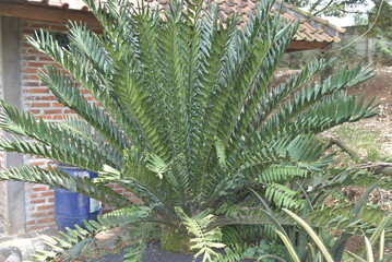 Ornamental plant Encephalartos is a genus of cycad native to Africa. Several species of Encephalartos are commonly referred to as bread trees, bread palms or kaffir bread
