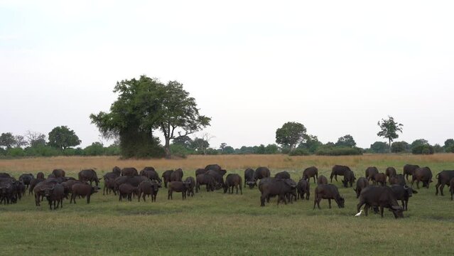 Buffelo herd in the green grass near the waterhole. Wet season in Africa, boffalo in the habitat, Okavango delta in Botswana. Wildlife nature, meadow and tress big wild black cow in the field.