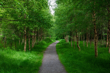 Tree-lined forest path near river Lagan with lush green verges