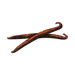 Obraz premium vanilla stick hand drawn vector. flavor ingredient, food white, spice aromatic, aroma pod, bean natural, nature orchid, brown blossom vanilla stick sketch. isolated color illustration