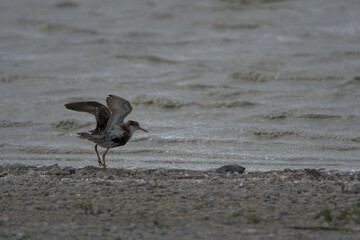 bird, wasser, gull, wild lebende tiere, ozean, wild, fluss, 