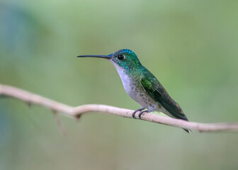 Andean Emerald, Uranomitra franciae