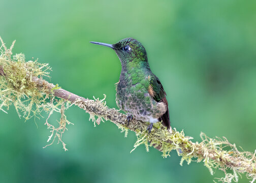 Buff-tailed Coronet, Boissonneaua flavescens
