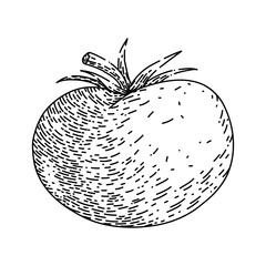 tomato vegetable hand drawn vector. food organic, red ripe fresh, plant garden, nature leaf, green healthy tomato vegetable sketch. isolated color illustration