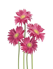 Isolated of pretty pink Gerbera daisy flowers bunch - 550545795