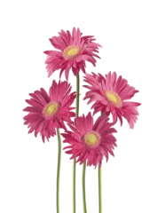 Foto op Aluminium Isolated of pretty pink Gerbera daisy flowers bunch © VICUSCHKA