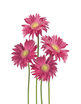 Isolated of pretty pink Gerbera daisy flowers bunch