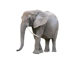 elephant with raised trunk isolated on white background