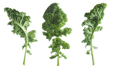 Isolated of three green kale leaves. Healthy food