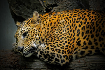 Jaguar lying