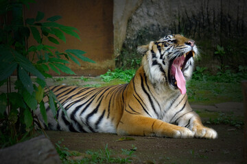 a tiger is roaring
