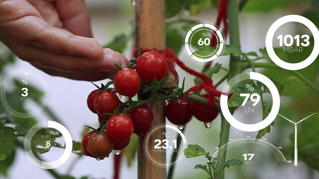 Smart digital agriculture technology by futuristic sensor data collection management by artificial intelligence to control quality of crop growth and harvest. Computer aided plantation grow concept