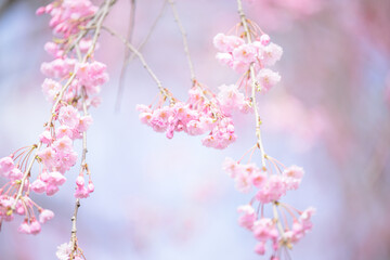 使いやすいピンクの濃い桜のイメージ　アップ