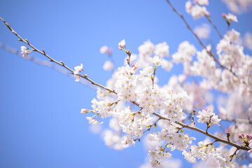 バナーなどにも使いやすい桜 ソメイヨシノのイメージ