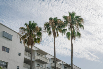 White building with balconies facing the three palm trees at the front in Miami, Florida