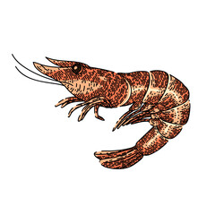 shrimp king tiger hand drawn vector. prawn fresh pink meat, sea red shellfish shrimp king tiger sketch. isolated color illustration