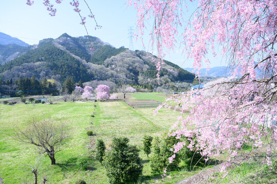 日本の春の旅行などに　田舎の里山のイメージ