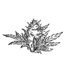 cannabis plant hand drawn vector. marijuana hemp weed, medical flower, medicine agriculture cannabis plant sketch. isolated black illustration