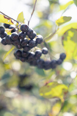 a branch with chokeberry berries