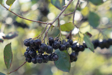 branch with berries