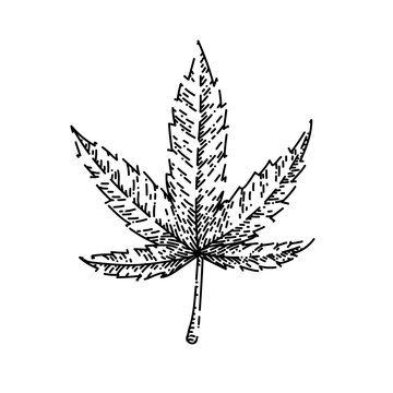 cannabis plant hand drawn vector. marijuana hemp weed, farm flower, medicine agriculture cannabis plant sketch. isolated black illustration