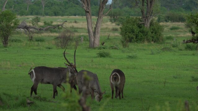 Waterbuck, Kobus ellipsiprymnus, large antelope in sub-Saharan Africa. Nice African animal in the nature habitat, Uganda. Wildlife from nature. Evening Africa. Africa wildlife. 