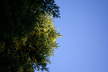 Conifer tree over blue sky background.