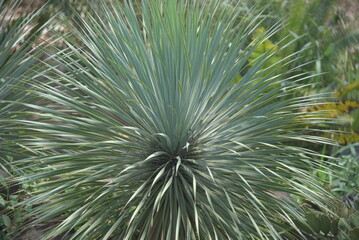 Yucca rostrata  also called beaked yucca, is a tree like plant belonging to the genus Yucca