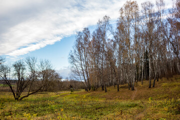 View of a birch grove on a slope and the surrounding landscape in late autumn