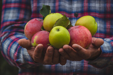 Organic fruits and vegetables. The farmer holds apples in his hands.