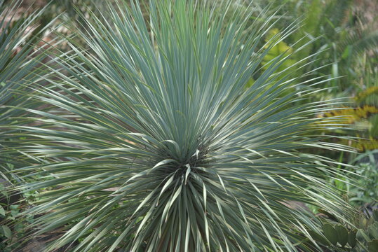 Yucca rostrata  also called beaked yucca, is a tree like plant belonging to the genus Yucca