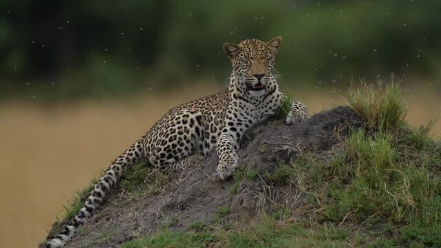 Leopard fly inscet attack in the grass, Okavango delta in Botswana, Africa. Wild cat in the nature habitat. Africa