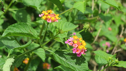 red and yellow flowers