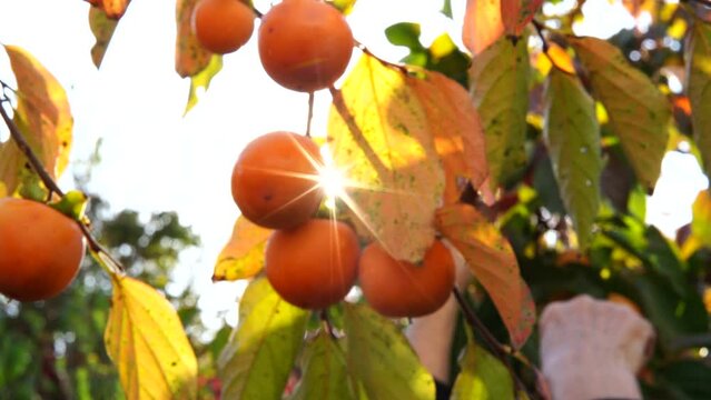 Persimmon branches with large orange fruits at harvest time. Ripe persimmon hanging on trees in sunny weather