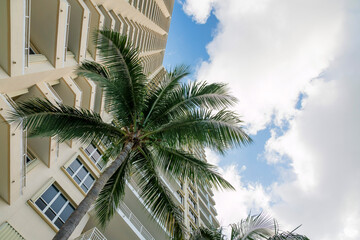 Fototapeta na wymiar Low angle view of a coconut tree in between the walls of a residential building at Miami, Florida