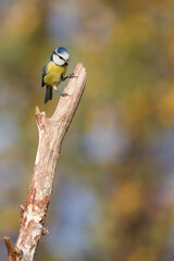 la mésange bleue