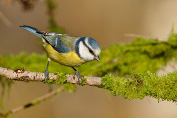 la mésange bleue