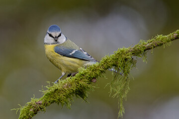 la mésange bleue