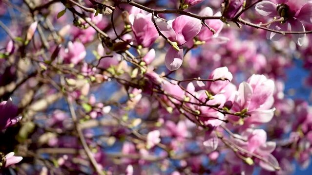 Flower blossom in spring. Flower blossoming on magnolia tree on sunny day