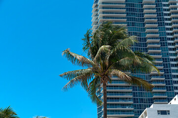Fototapeta premium Coconut tree against the view of the blue sky and modern residential building at Miami, Florida